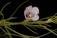 Sopubia delphiniifolia